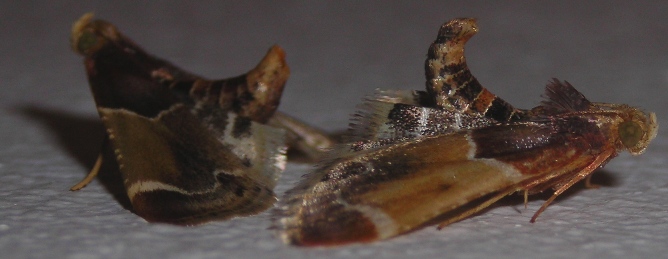 Pyralis farinalis (Pyralidae - Pyralinae)